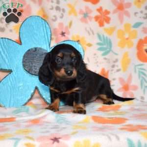 Truffles, Dachshund Puppy